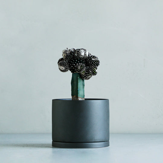 テヌイシマ モンストローサ 接ぎ木