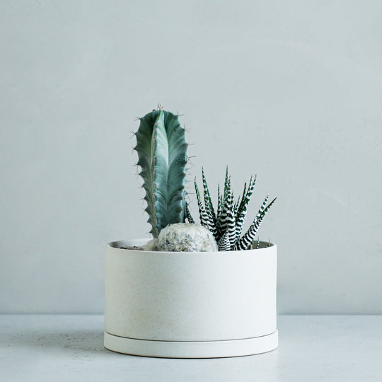 寄せ植え (太郎閣、マミラリア 白星、ハオルチア ワイドバンド)