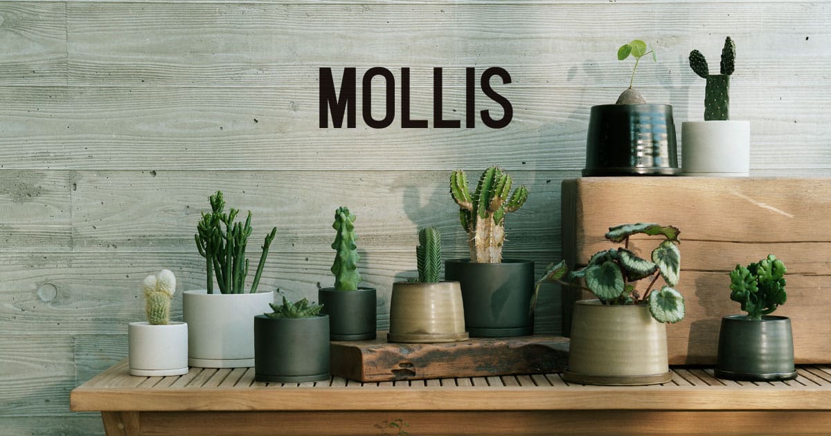 植え替えセット – MOLLIS